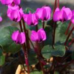 シクラメン・コウム