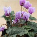 シクラメン・ネアポリタナム