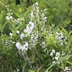  магазин . остров himeutsugi