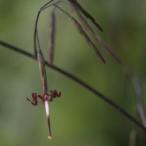 吉野草
