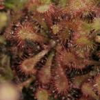 トウカイコモウセンゴケ