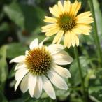 ショッピングエキナセア (R)エキナセア「サンデーイエロー」