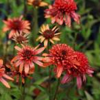 ショッピングエキナセア エキナセア「イレジスダブル」3.5〜4寸ポット苗