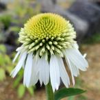 ショッピングエキナセア エキナセア「デリシャスアイス」3.5〜4寸ポット苗