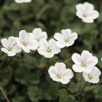 白花大輪オランダフウロ