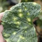 .. фарфугиум японский [. смех ]