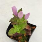 桃花朝熊リンドウ