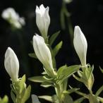 白花エゾリンドウ