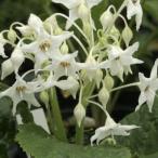 白花イワタバコ