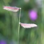 ショッピングメダカ メダカソウ