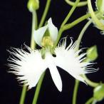 sagi saw 3 лампочка ..