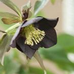 クリスマスローズ (シングル/黒花系)3.5〜4寸苗