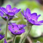  стандарт цветок фиолетовый серия 