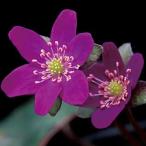 花紫　標準花