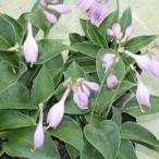 ヒメトクダマギボウシ