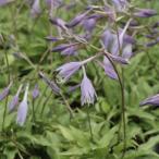 ウバタケギボウシ