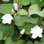 . -слойный ..dokdami