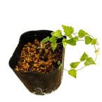  ho p3 размер рассада 