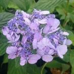ショッピングアジサイ ヤマアジサイ「豊後てまり」
