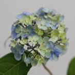 ヤマアジサイ「津江のコデマリ」