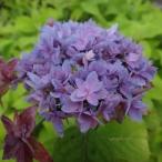 ヤマアジサイ「広瀬の華」