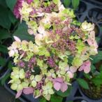 ヤマアジサイ　「鹿野の華」