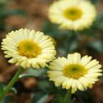 黄花アズマギク「カナリーバード」