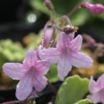 赤花イワギリソウ