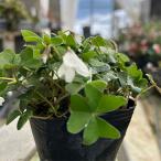 八重咲きミヤマカタバミ3寸苗