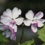 ショッピングほほえみ 八重咲きサクラソウ「ほほえみ」