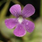 ムシトリスミレ「セトス」