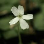 白花足長ムシトリスミレ