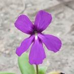 ムシトリスミレ「磯子」
