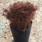  красный сосна рассада ( реальный сырой )