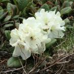  Kiva na рододендрон 7 размер . pot рассада 