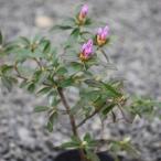  азалия [ чёрный .] 3.5 размер рассада 