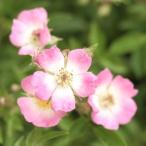 つるバラ「雅」３寸ポット苗