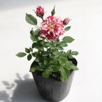 . роза [ Zebra ]