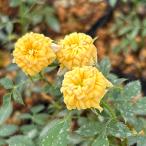 . роза [ желтый золотой .]2.5 размер ~3 размер рассада 