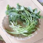  Mitsuba рассада 3.5 размер pot 