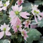 大文字草　ほほえみ