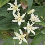 ホトトギス 「天の川」