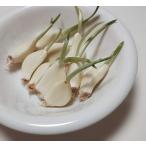 30шт.@ пестициды * удобрение не использование! корень * лист * стебель целиком еда .... безопасность безопасный прорастание чеснок чеснок Япония производство Osaka производство 