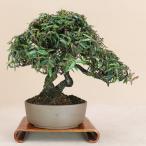  Chile men kazla/... shohin bonsai (....)