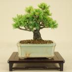 【送料無料】 五葉松 明星 ミニ盆栽 【松柏盆栽】【いよじ園 伊予路園】