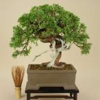 送料無料(小品盆栽 ミニ盆栽)  真柏/シンパク-糸魚川- (伊予路園) (松柏盆栽) (smtb-KD)