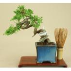 送料無料(素材)  糸魚川シン柏/シンパク(小品盆栽) (伊予路園) (松柏盆栽)