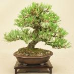 【送料無料】 三河黒松（小品盆栽） 【松柏盆栽】【いよじ園 伊予路園】