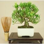  гардения / Kiyoshi . мини бонсай маленький реальный маленький лист .