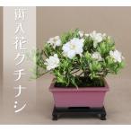 斑入花クチナシ 八重咲 小品盆栽（